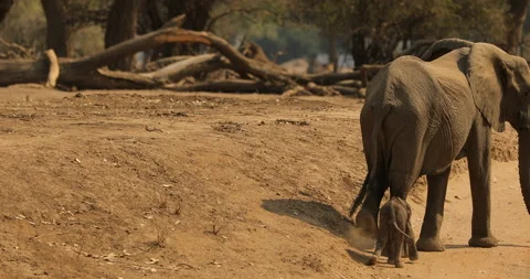 Elephant in the old wood, evening light, sun set. Magic wildlife scene in nature Video stock 164683915