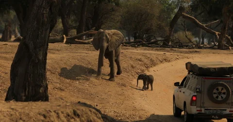 Elephant in the old wood, evening light, sun set. Magic wildlife scene in nature Vidéo 164683925