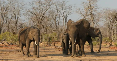 Elephant in the old wood, evening light, sun set. Magic wildlife scene in nature Vidéo 164685009