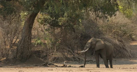 Elephant in the old wood, evening light, sun set. Magic wildlife scene in nature Vidéo 164685847