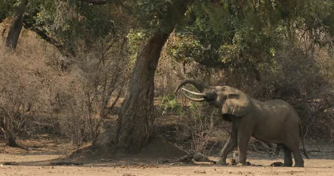 Elephant in the old wood, evening light, sun set. Magic wildlife scene in nature Video stock 164686373