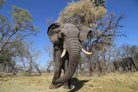 Elephant in the open -Botswana 스톡 사진