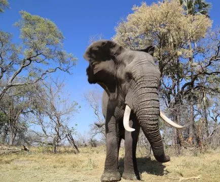 Elephant in the open -Botswana 写真素材