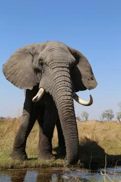 Elephant in the open -Botswana Foto stock