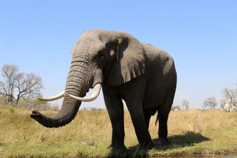Elephant in the open -Botswana Stock Photos