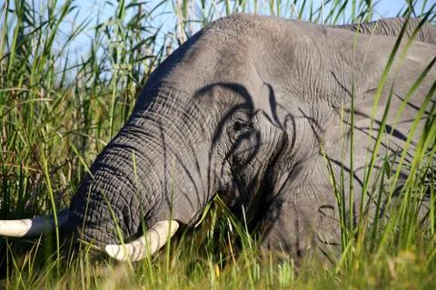 Elephant in the open -Botswana Stock Photos