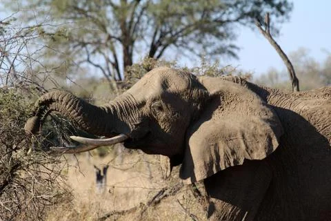 Elephant in the open -Botswana Stock Photos
