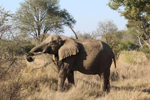 Elephant in the open -Botswana Stock Photos