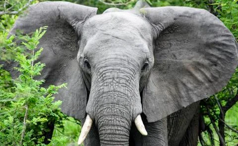 Elephant with open ears goes to the camera Foto stock