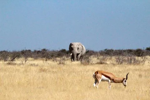 Elephant in the open - Namibia Stock Photos
