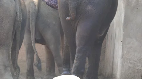 Elephant or Elephas maximus with its long penis dangling and hanging around. Vidéo 308153272