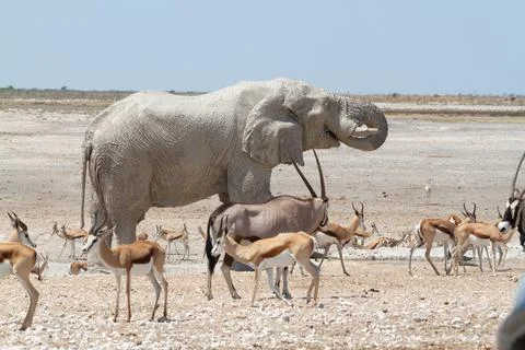 Elephant Oryx Springbuck Namibia Stock Photos
