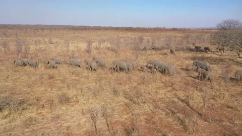 Elephant pack walking drone shot Vídeos de archivo 168323475