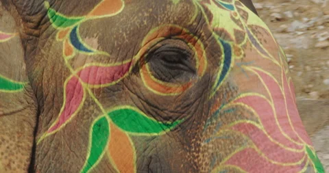 Elephant painted with colorful patterns. Close up head. Jaipur, Rajasthan, India Stock Footage 279312378