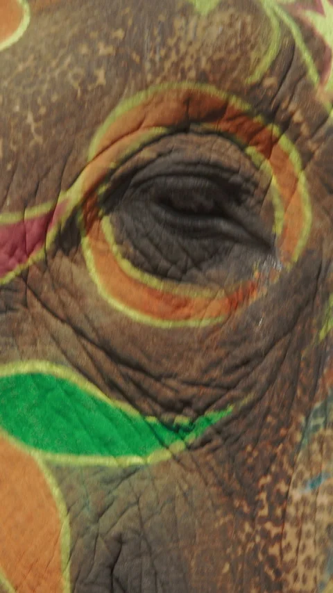 Elephant painted with colorful patterns. Close up head. Jaipur, Rajasthan, Stock Footage 313887440