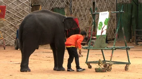 Elephant Painting A Picture Stock Footage