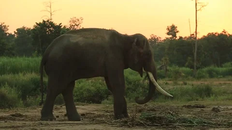 Elephant on the park Stock Footage 56840867