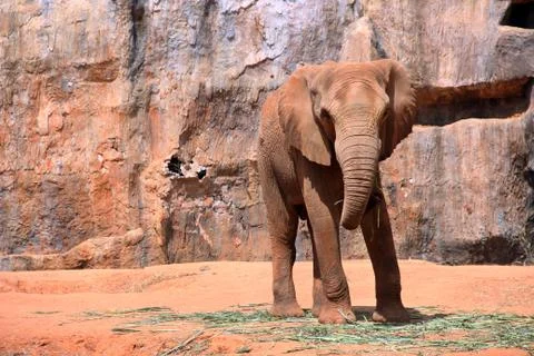 Elephant park Stock Photos