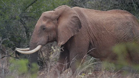 An elephant with part of its trunk missing walks slowly through the vegetation Stock Footage 315093729