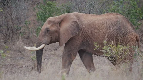 An elephant with part of its trunk missing walks slowly through the vegetation Stock Footage 315093889