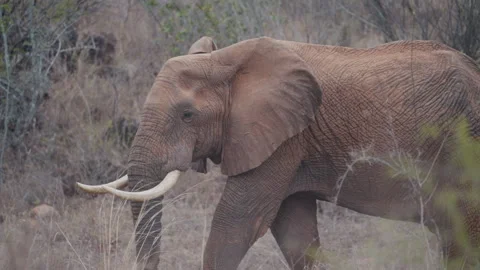 An elephant with part of its trunk missing walks slowly through the vegetation Stock Footage 315094570
