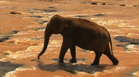 Elephant passes through the rapid river Stock Footage 10790121
