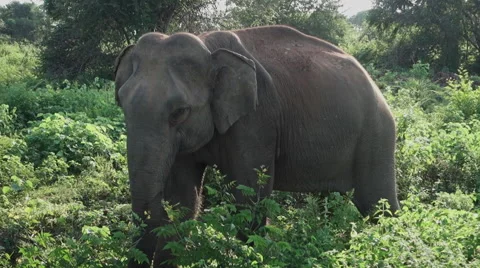 Elephant Passing Camera Video stock 53102888