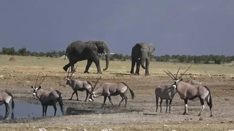 Elephant Peak: charge feint and brief push; smaller yields — Part 6 Stock Footage 320790734