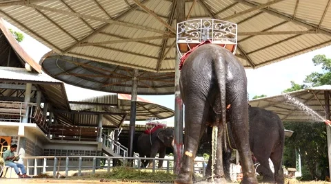 Elephant pees in the shower. Stock Footage 48573031