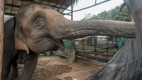 Elephant in Pen Stock Photos