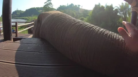 Elephant Petting Large Elephants Trunk on Deck  Stock Footage 290955839