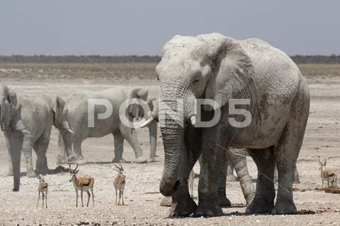 Elephant Stock Photos