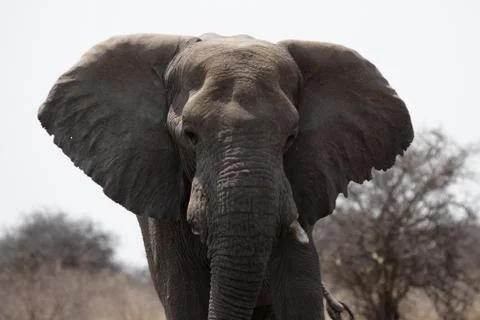 Elephant Stock Photos