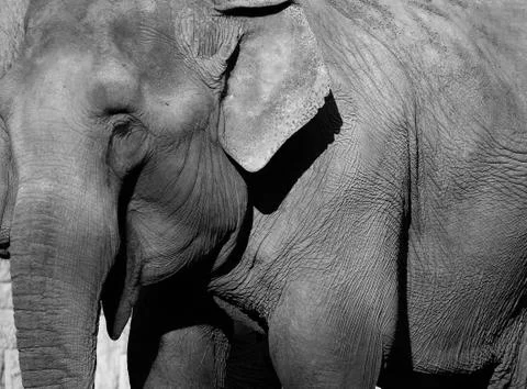 Elephant Photos