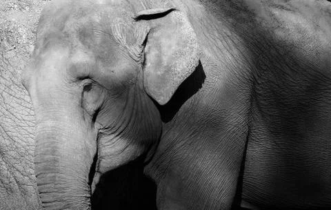Elephant Photos