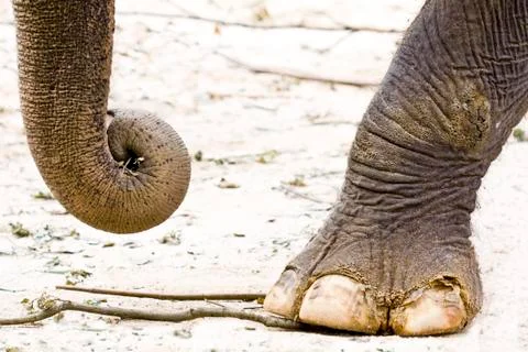 Elephant Stock Photos