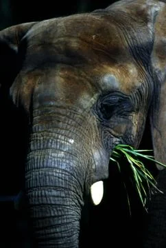 Elephant Stock Photos