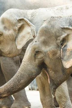 Elephant Stock Photos