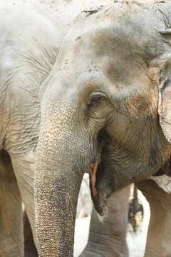 Elephant Stock Photos