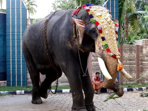 Elephant Stock Photos