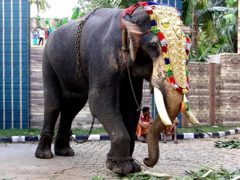 Elephant 스톡 사진