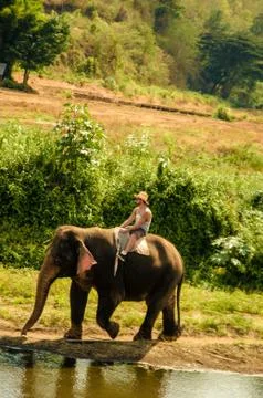 Elephant Stock Photos
