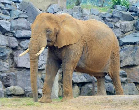 Elephant Stock Photos