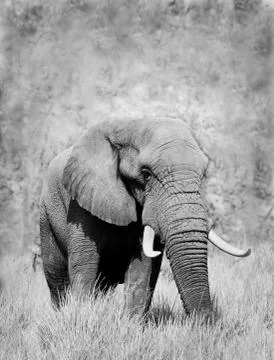 Elephant Stock Photos