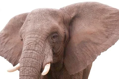 Elephant Stock Photos