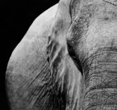 Elephant Stock Photos