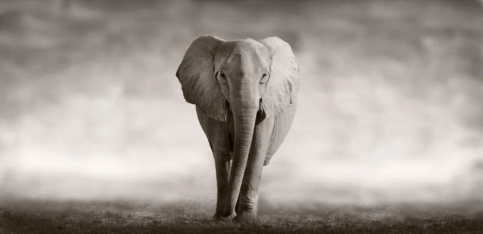 Elephant Stock Photos