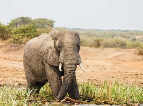 Elephant 库存照片