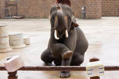 Elephant Stock Photos