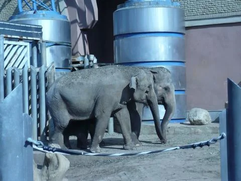 Elephant Stock Photos